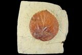 Detailed Fossil Leaf (Davidia) - Glendive, Montana #99341-1